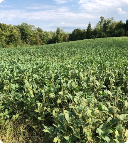 Read more about the article Using Eagle forage Soybean for spring and Summer Food