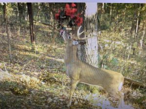 Read more about the article How to use your Buck Branch