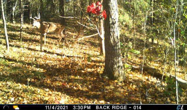 Read more about the article Using the Buck Branch in your hunting set up