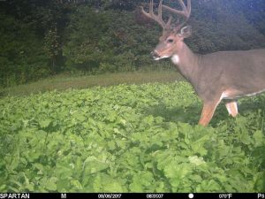Read more about the article Rack Maxx Food Plots are for more than just a killing plot it also builds the soil